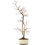 Carpinus coreana, 36 cm, ± 20 years old