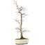 Carpinus coreana, 36 cm, ± 20 Jahre alt