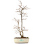 Carpinus coreana, 36 cm, ± 20 Jahre alt