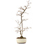 Carpinus coreana, 36 cm, ± 20 jaar oud