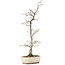 Carpinus coreana, 36 cm, ± 20 Jahre alt