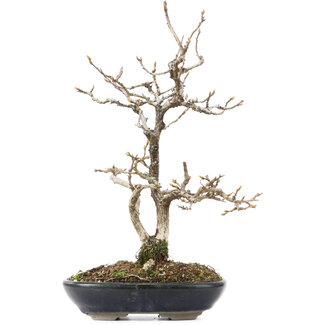 Carpinus coreana, 27 cm, ± 20 años