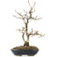 Carpinus coreana, 27 cm, ± 20 Jahre alt