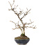 Carpinus coreana, 27 cm, ± 20 jaar oud