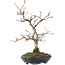 Carpinus coreana, 27 cm, ± 20 jaar oud