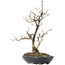 Carpinus coreana, 27 cm, ± 20 jaar oud