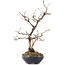 Carpinus coreana, 27 cm, ± 20 years old