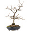 Carpinus coreana, 27 cm, ± 20 jaar oud