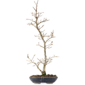 Carpinus coreana, 42 cm, ± 20 anni