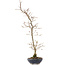 Carpinus coreana, 42 cm, ± 20 Jahre alt