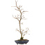 Carpinus coreana, 42 cm, ± 20 Jahre alt