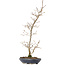 Carpinus coreana, 42 cm, ± 20 Jahre alt