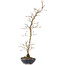 Carpinus coreana, 42 cm, ± 20 jaar oud