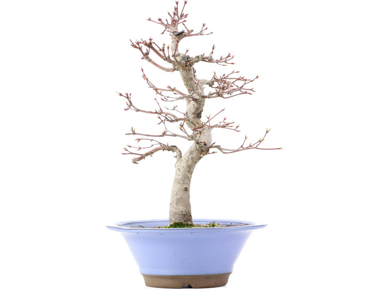 Acer palmatum, 33 cm, ± 25 jaar oud