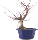 Acer palmatum Chishio, 28 cm, ± 12 jaar oud