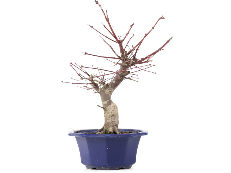 Acer palmatum Chishio, 33 cm, ± 12 jaar oud