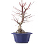Acer palmatum Chishio, 31 cm, ± 12 Jahre alt