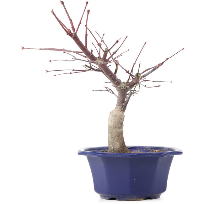Acer palmatum Chishio, 29 cm, ± 12 years old