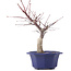 Acer palmatum Chishio, 29 cm, ± 12 anni