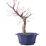 Acer palmatum Chishio, 29 cm, ± 12 anni