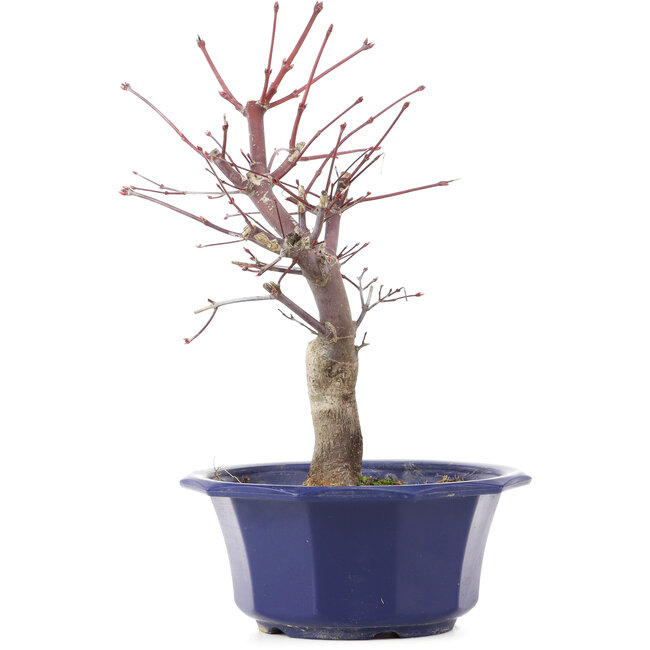 Acer palmatum Chishio, 29 cm, ± 12 anni