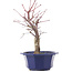 Acer palmatum Chishio, 29 cm, ± 12 anni