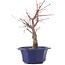 Acer palmatum Chishio, 29 cm, ± 12 anni