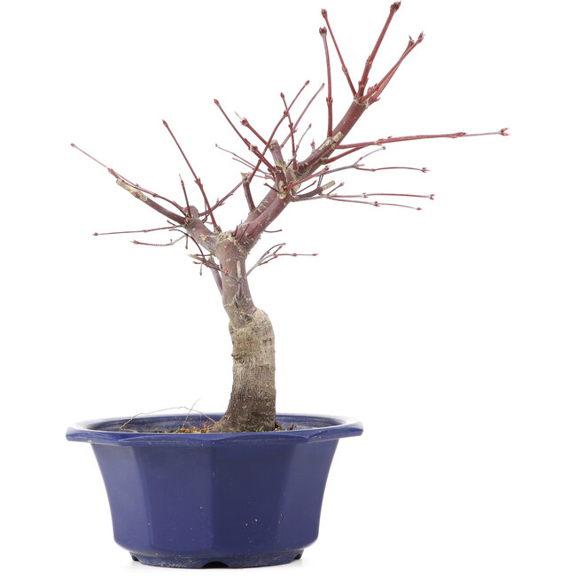 Acer palmatum Chishio, 29 cm, ± 12 jaar oud