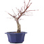 Acer palmatum Chishio, 29 cm, ± 12 anni