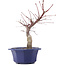 Acer palmatum Chishio, 29 cm, ± 12 anni