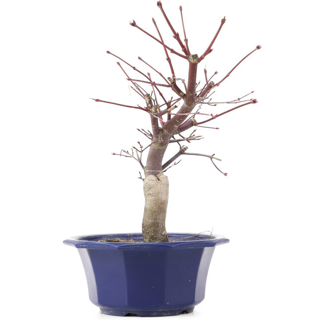 Acer palmatum Chishio, 29 cm, ± 12 years old