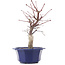 Acer palmatum Chishio, 29 cm, ± 12 anni