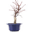 Acer palmatum Chishio, 29 cm, ± 12 ans