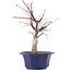 Acer palmatum Chishio, 29 cm, ± 12 anni