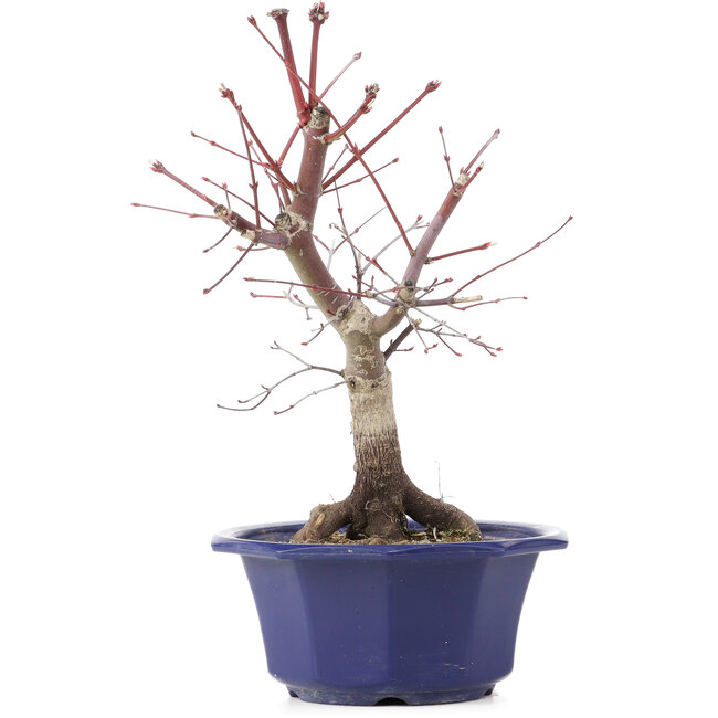 Acer palmatum Chishio, 31 cm, ± 12 ans