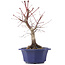 Acer palmatum Chishio, 31 cm, ± 12 anni