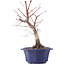 Acer palmatum Chishio, 31 cm, ± 12 anni