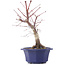 Acer palmatum Chishio, 31 cm, ± 12 jaar oud