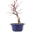 Acer palmatum Chishio, 31 cm, ± 12 anni