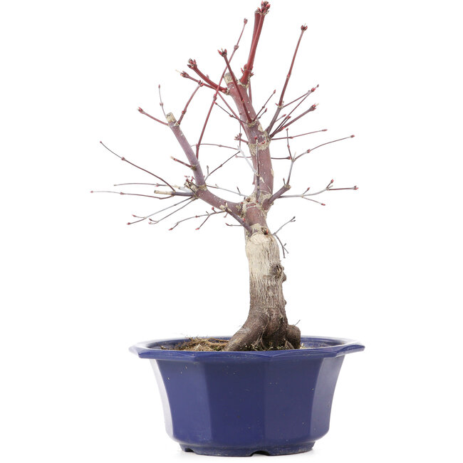 Acer palmatum Chishio, 31 cm, ± 12 ans