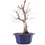 Acer palmatum Chishio, 31 cm, ± 12 ans