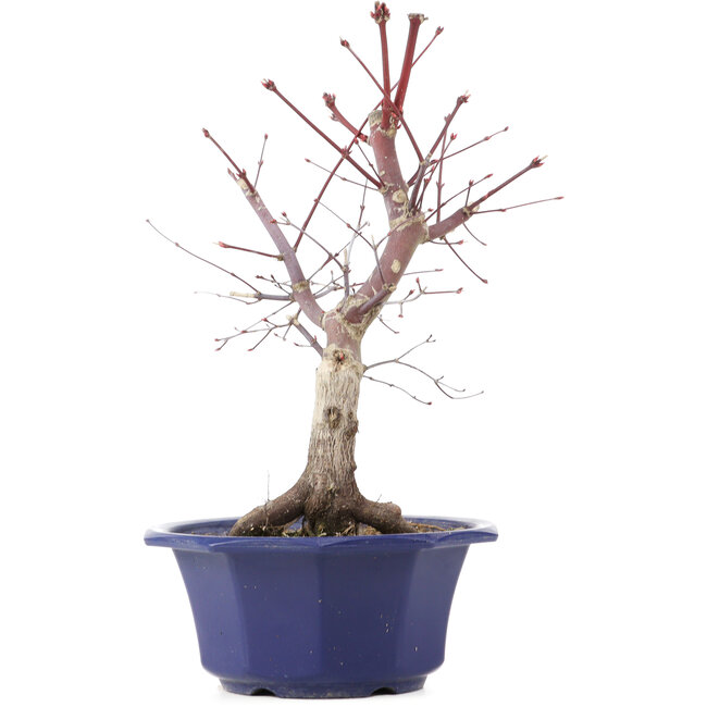 Acer palmatum Chishio, 31 cm, ± 12 jaar oud