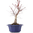 Acer palmatum Chishio, 31 cm, ± 12 anni