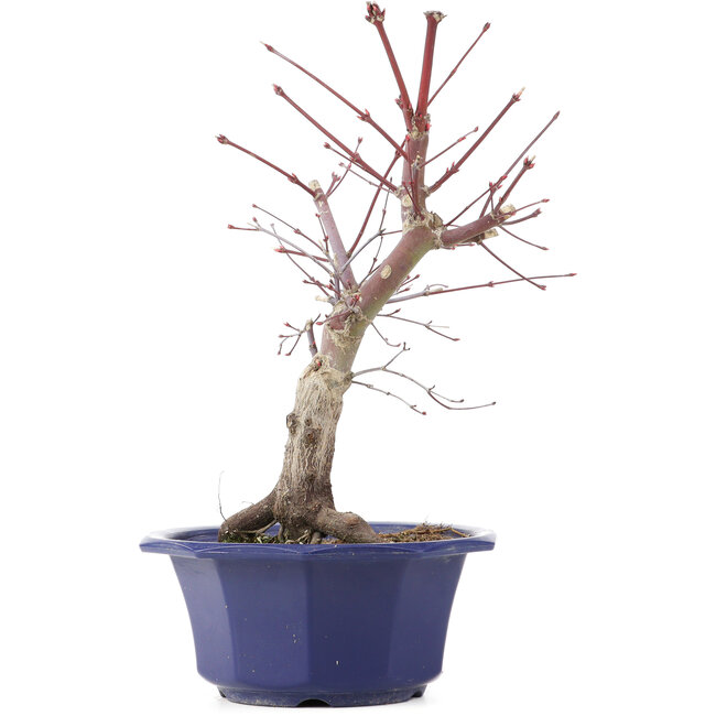 Acer palmatum Chishio, 31 cm, ± 12 anni