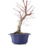 Acer palmatum Chishio, 31 cm, ± 12 anni