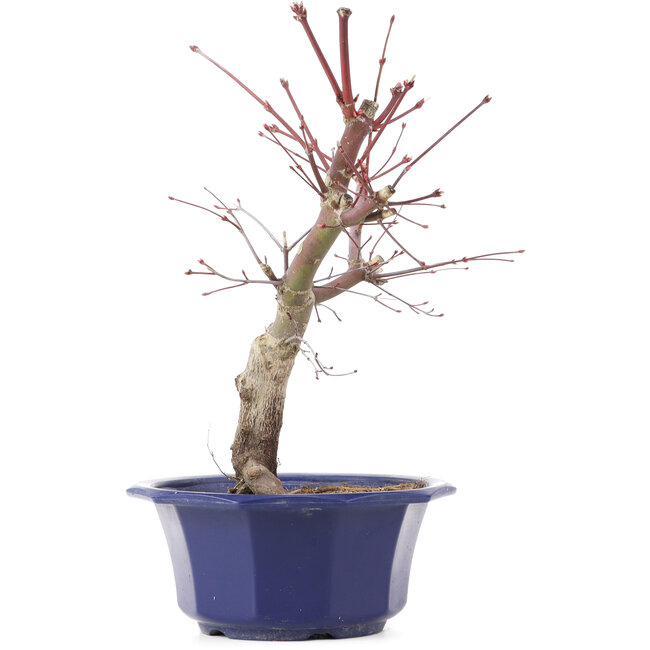 Acer palmatum Chishio, 31 cm, ± 12 ans