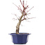 Acer palmatum Chishio, 31 cm, ± 12 anni