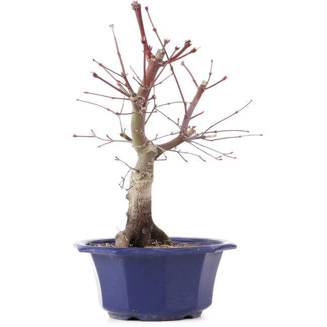 Acer palmatum Chishio, 31 cm, ± 12 Jahre alt