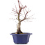 Acer palmatum Chishio, 31 cm, ± 12 ans