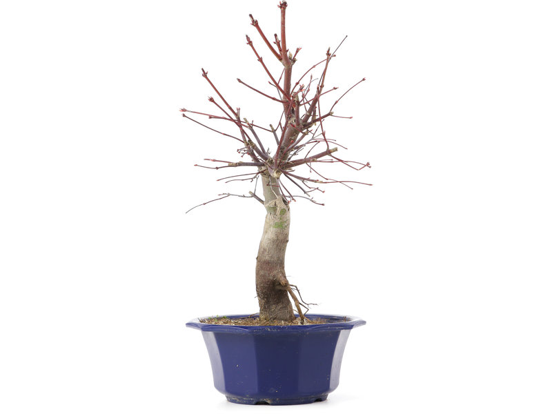 Acer palmatum Chishio, 36 cm, ± 12 jaar oud